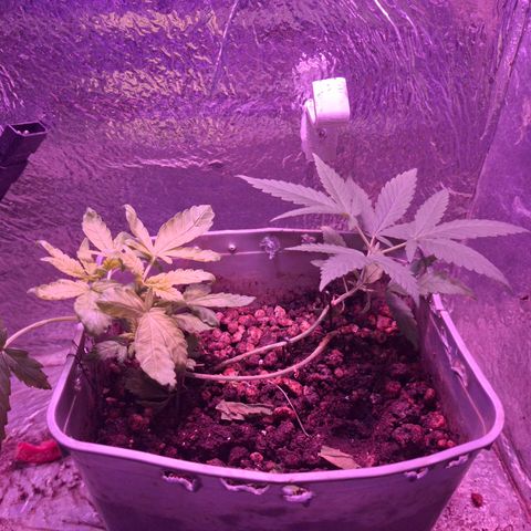 3 prensadus kush growlog timeline photo