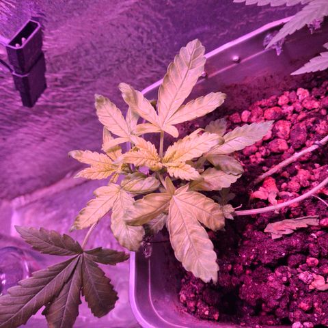 3 prensadus kush growlog timeline photo