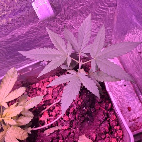 3 prensadus kush growlog timeline photo