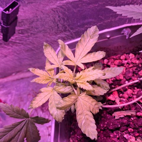 3 prensadus kush growlog timeline photo