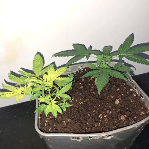 3 prensadus kush growlog timeline photo