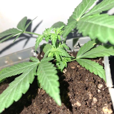 3 prensadus kush growlog timeline photo