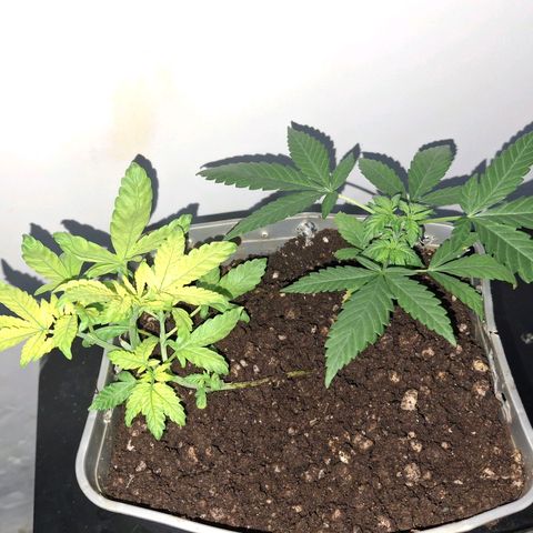 3 prensadus kush growlog timeline photo