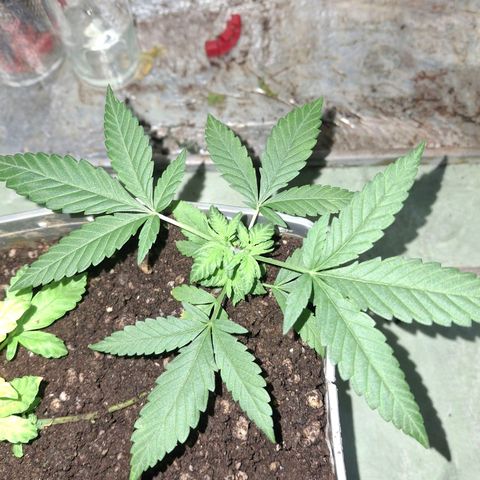 3 prensadus kush growlog timeline photo