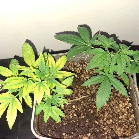 3 prensadus kush growlog timeline photo