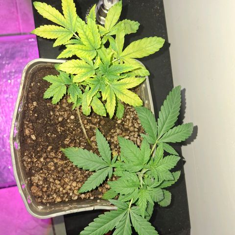 3 prensadus kush growlog timeline photo