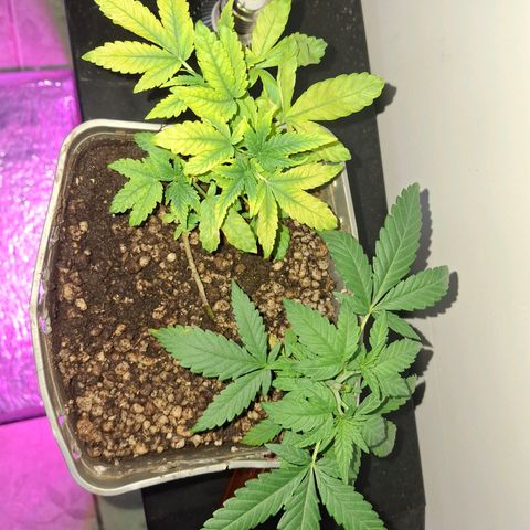 3 prensadus kush growlog timeline photo