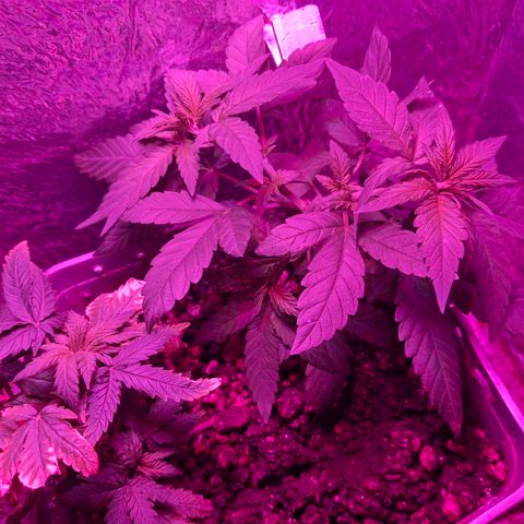 3 prensadus kush growlog photo: Fotoperiodo trocado pra 12/12
INICIO PRE FLORA 