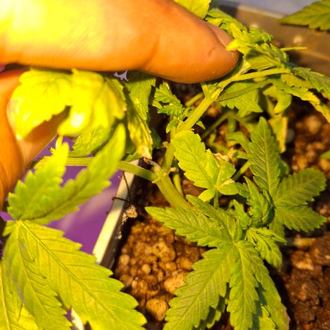 3 prensadus kush growlog photo: Fotoperiodo trocado pra 12/12
INICIO PRE FLORA 