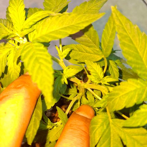 3 prensadus kush growlog photo: Fotoperiodo trocado pra 12/12
INICIO PRE FLORA 