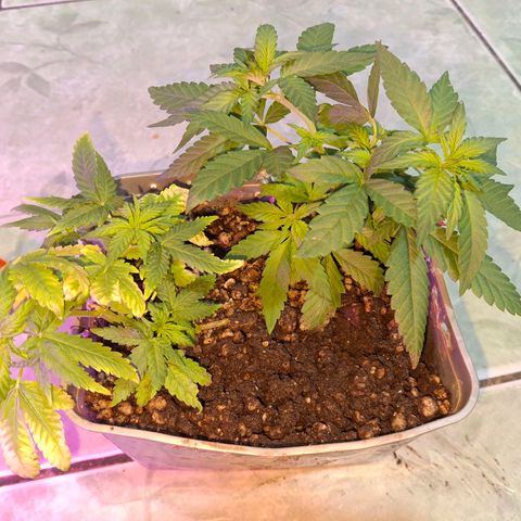 3 prensadus kush growlog photo: Fotoperiodo trocado pra 12/12
INICIO PRE FLORA 