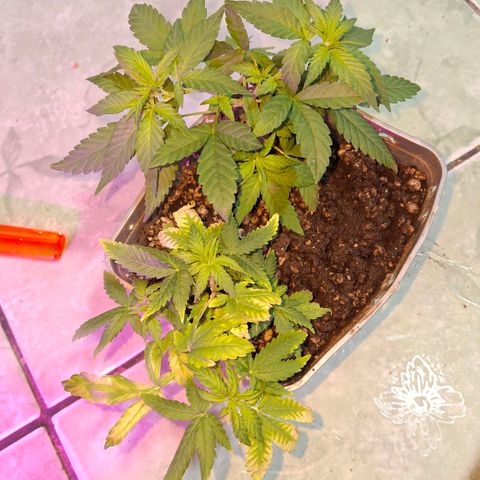 3 prensadus kush growlog photo: Fotoperiodo trocado pra 12/12
INICIO PRE FLORA 