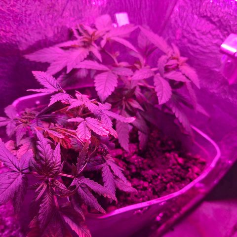 3 prensadus kush growlog photo: Fotoperiodo trocado pra 12/12
INICIO PRE FLORA 