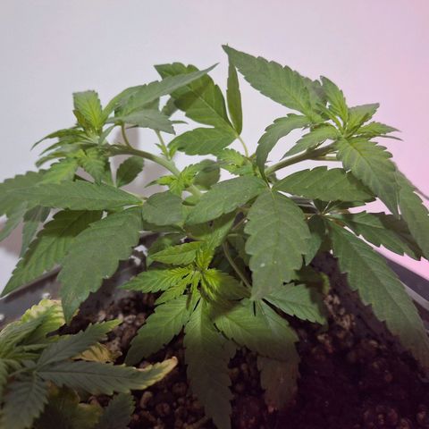 3 prensadus kush growlog photo: Fotoperiodo trocado pra 12/12
INICIO PRE FLORA 