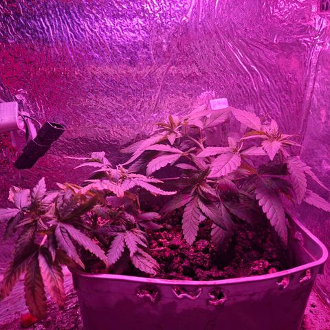 3 prensadus kush growlog photo: Fotoperiodo trocado pra 12/12
INICIO PRE FLORA 