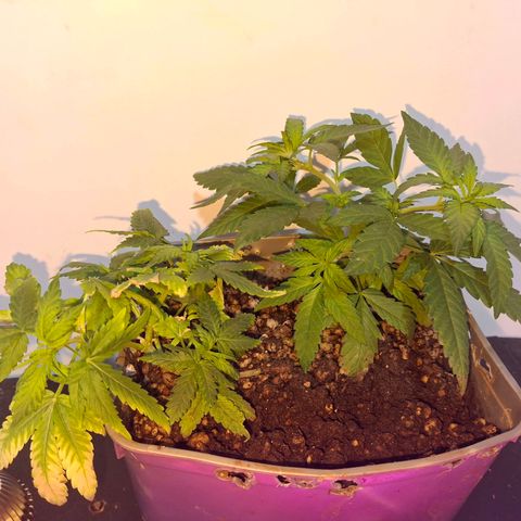 3 prensadus kush growlog photo: Fotoperiodo trocado pra 12/12
INICIO PRE FLORA 