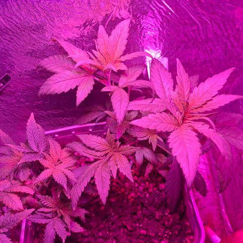 3 prensadus kush growlog timeline photo
