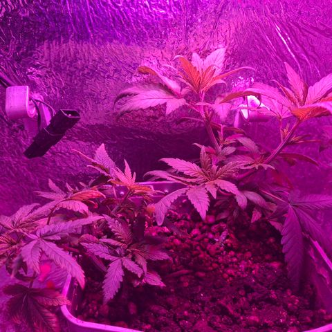 3 prensadus kush growlog timeline photo
