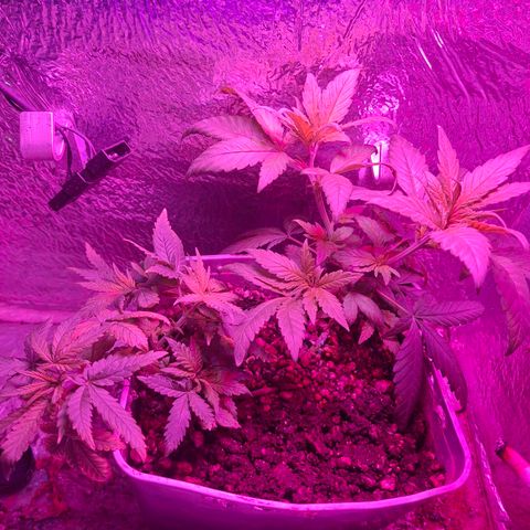 3 prensadus kush growlog timeline photo