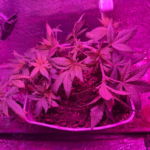 3 prensadus kush growlog photo: Pos lst
