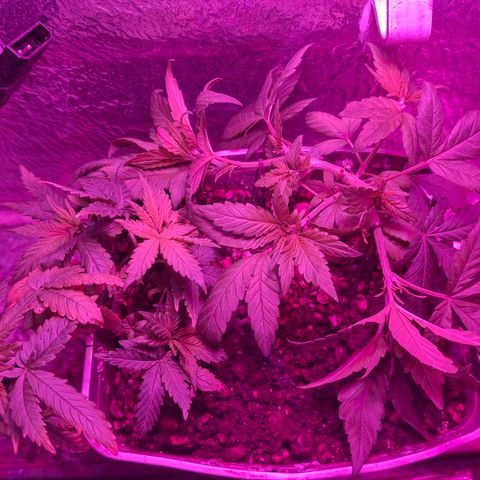 3 prensadus kush growlog photo: Pos lst