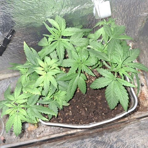 3 prensadus kush growlog timeline photo