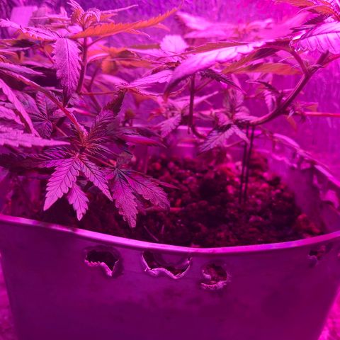 3 prensadus kush growlog timeline photo