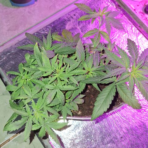 3 prensadus kush growlog timeline photo