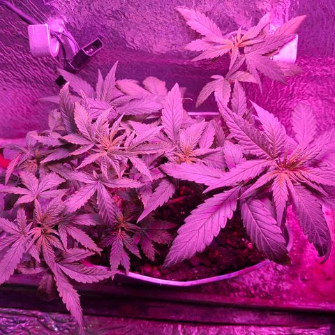 3 prensadus kush growlog timeline photo