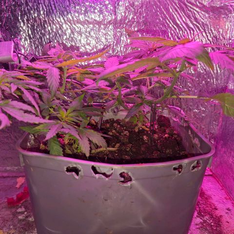 3 prensadus kush growlog timeline photo