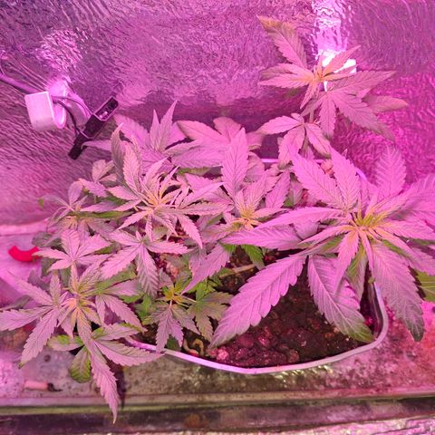 3 prensadus kush growlog timeline photo