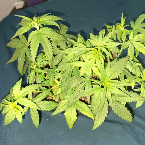 3 prensadus kush growlog timeline photo