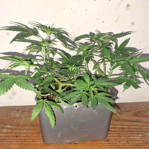 3 prensadus kush growlog timeline photo
