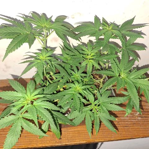 3 prensadus kush growlog timeline photo