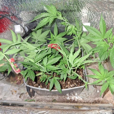 3 prensadus kush growlog timeline photo