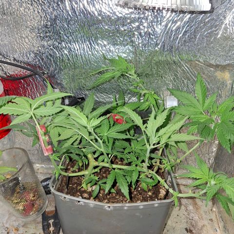 3 prensadus kush growlog timeline photo