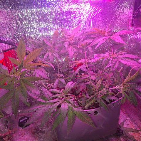 3 prensadus kush growlog timeline photo