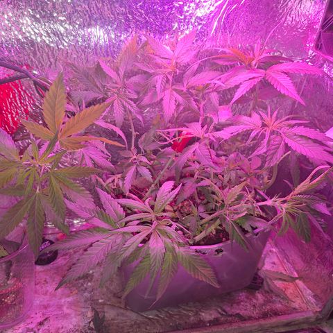 3 prensadus kush growlog timeline photo