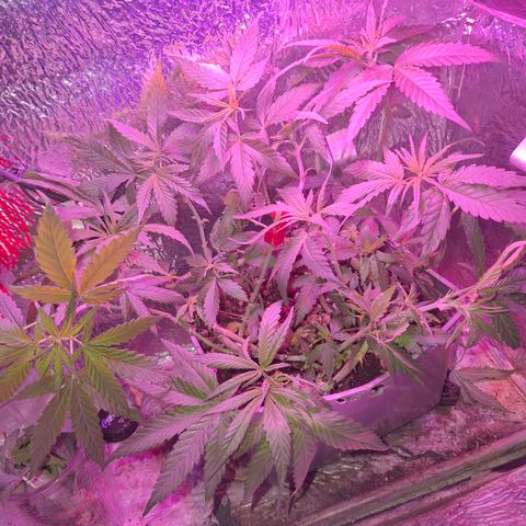 3 prensadus kush growlog timeline photo