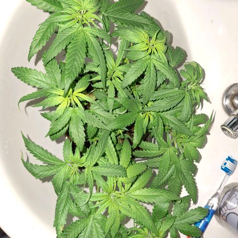 3 prensadus kush growlog timeline photo