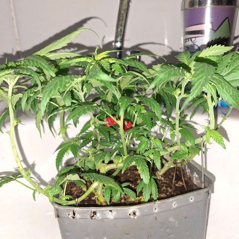 3 prensadus kush growlog timeline photo