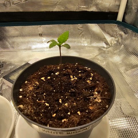 White Widow growlog timeline photo
