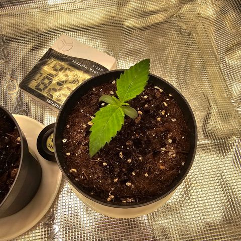 White Widow growlog timeline photo