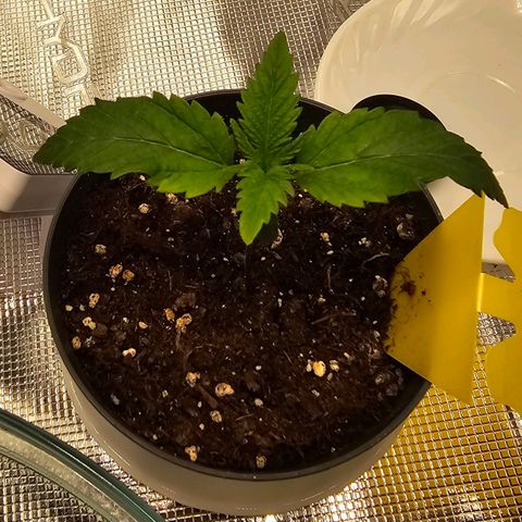 White Widow growlog timeline photo