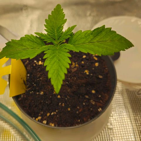 White Widow growlog timeline photo