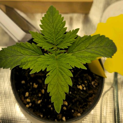 White Widow growlog timeline photo
