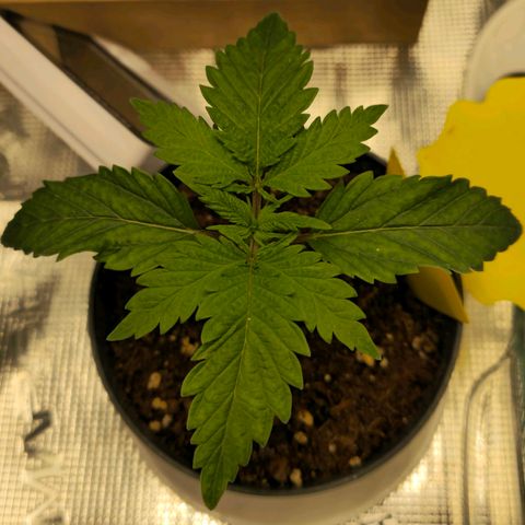 White Widow growlog timeline photo