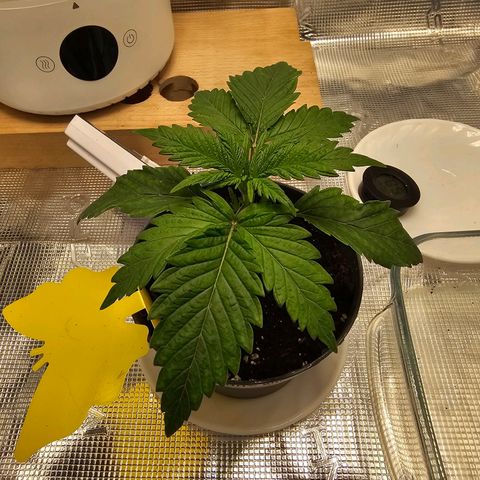 White Widow growlog timeline photo