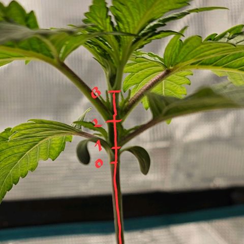 White Widow growlog photo: 3 more days