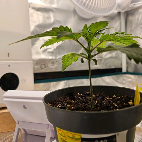 White Widow growlog timeline photo